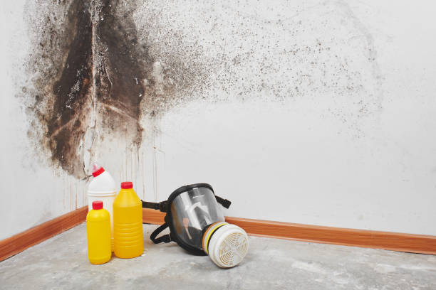 Best Basement Mold Remediation in Gleed, WA