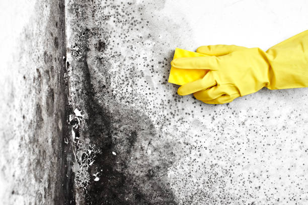 Best Bathroom Mold Remediation in Gleed, WA