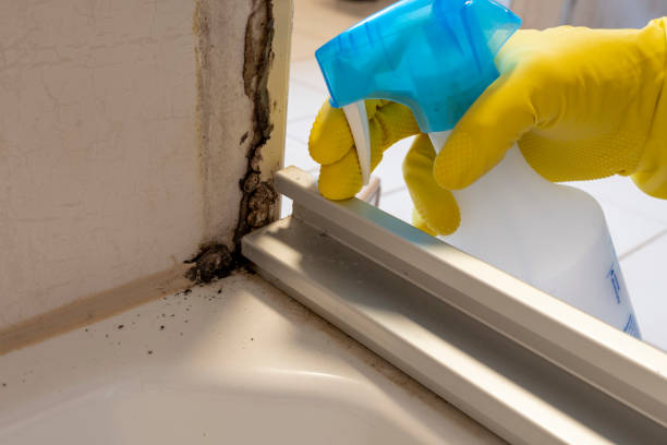 Best Commercial Mold Remediation in Gleed, WA