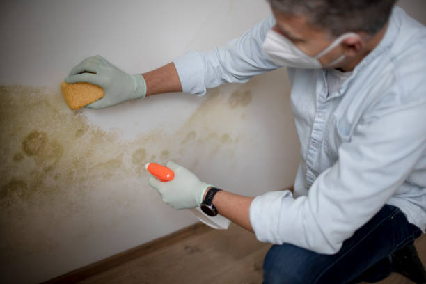 Best Mold Remediation for Specific Building Types in Gleed, WA