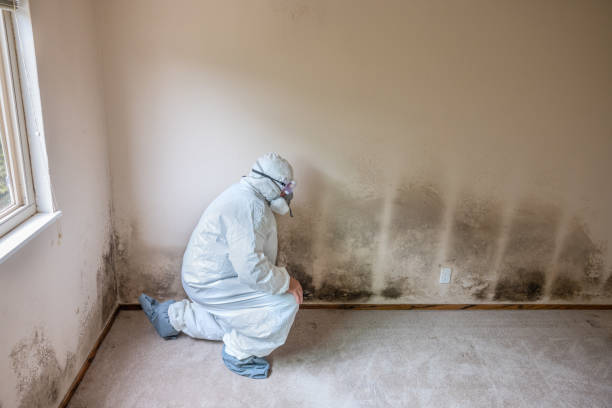 Trusted Gleed, WA Mold Remediation Experts