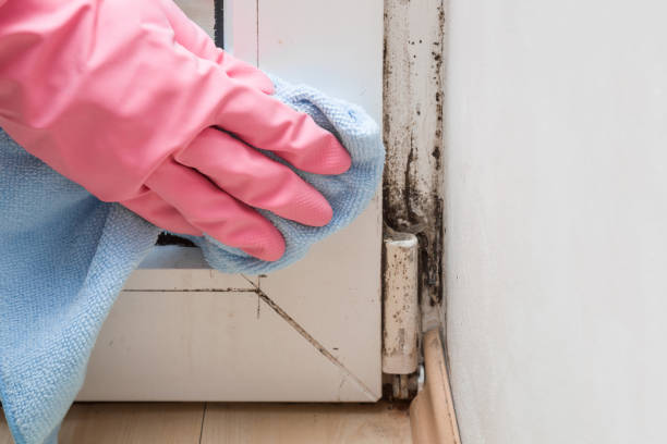 Best Localized Mold Remediation (e.g., coastal areas, humid climates) in Gleed, WA