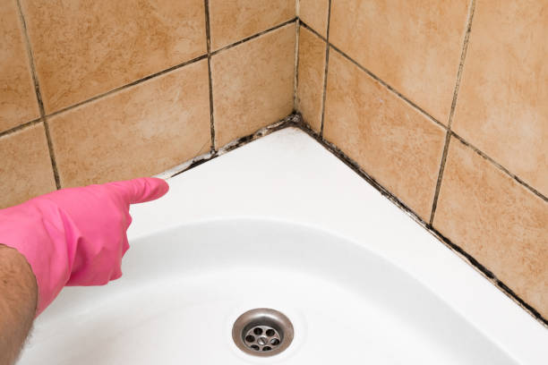 Best Black Mold Remediation in Gleed, WA